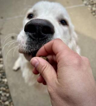 Great Pyrenees Dogs Available for Adoption in Sioux City, Iowa - Polar Bear | PetCurious