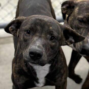 Terrier Dogs Available for Adoption - Ghirardelli | PetCurious