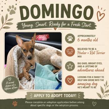 Domingo D11809 -  Rat Terrier and Australian Cattle Dog Blue Heeler Dog for Adoption - Domingo D11809 | PetCurious