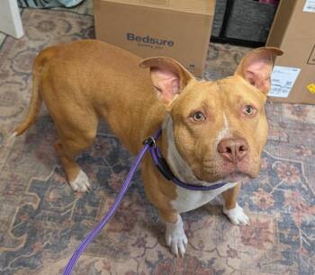 Pit Bull Terrier Dogs Available for Adoption - Whiskey | PetCurious