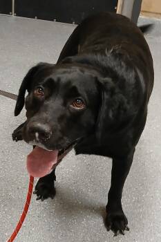 Bear -  Labrador Retriever Dog for Adoption in Greenfield, Indiana - Bear | PetCurious
