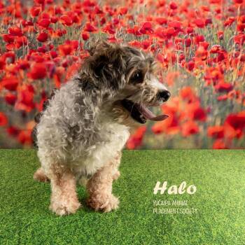 Maltese and Poodle Dogs Available for Adoption - Halo | PetCurious