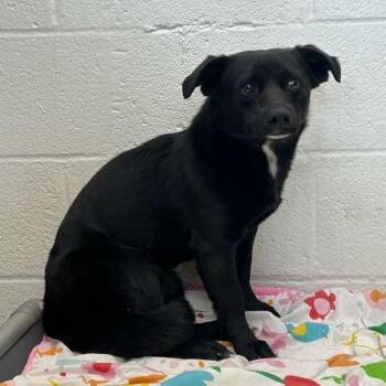 Rat Terrier Dogs Available for Adoption in Lyndhurst, Virginia - SVAS-Stray-38527 | PetCurious