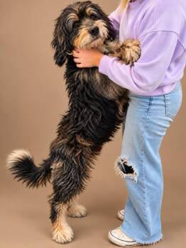 Barkley -  Poodle Dog for Adoption in Lagrange, Indiana - Barkley | PetCurious