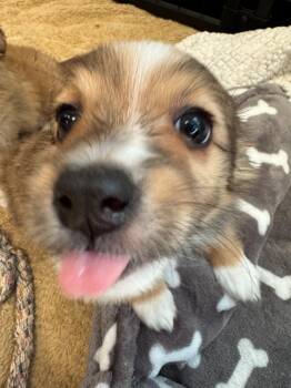 Sonnet -  Chihuahua and Australian Shepherd Dog for Adoption in Phoenix, Arizona - Sonnet | PetCurious