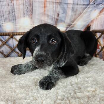 Rescue Australian Cattle Dog Blue Heeler Dogs for Adoption in Fort Wayne, Indiana - Genevieve | PetCurious