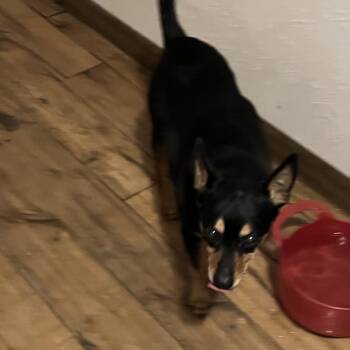 Miniature Pinscher Dogs Available for Adoption in Taycheedah, Wisconsin - Dottie | PetCurious