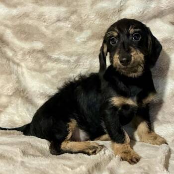 Otto -  Wirehaired Dachshund Dog for Adoption in Pelham, New Hampshire - Otto | PetCurious