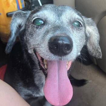 Ralphie -  Beagle and Dachshund Dog for Adoption in Pahrump, Nevada - Ralphie | PetCurious
