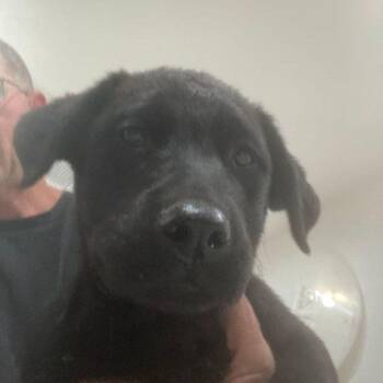 Australian Cattle Dog Blue Heeler Dogs Available for Adoption in Lake Havasu City, Arizona - Coal | PetCurious