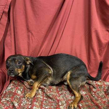 A611371 -  Rat Terrier and Mixed Breed Dog for Adoption in Modesto, California - A611371 | PetCurious