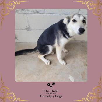 Denali -  Hound and Terrier Dog for Adoption in Cumberland, Rhode Island - Denali | PetCurious