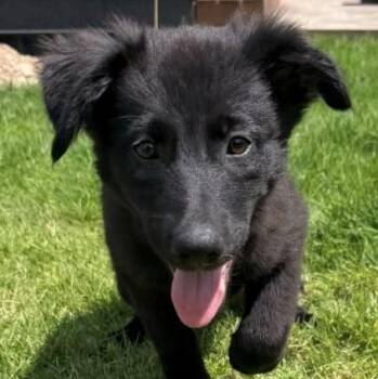 Tabitha -  Border Collie Dog for Adoption in Rollingwood, Texas - Tabitha | PetCurious