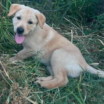Blondie -  Labrador Retriever and Great Pyrenees Dog for Adoption in Brockport, New York - Blondie | PetCurious