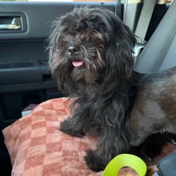 Rescue Shih Tzu and Mixed Breed Dogs for Adoption in Las Vegas, Nevada - Tenny OS NV | PetCurious