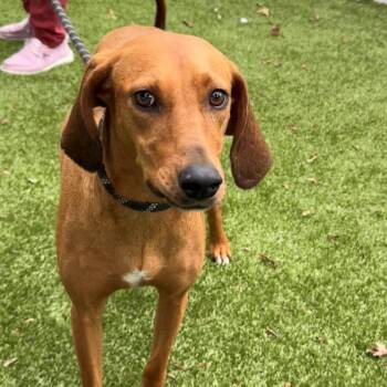 Debbie -  Coonhound Dog for Adoption in New Bedford, Massachusetts - Debbie | PetCurious