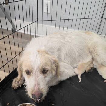 Meadow -  Great Pyrenees and Mixed Breed Dog for Adoption in Waco, Texas - Meadow | PetCurious