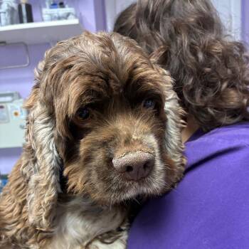 Twila -  Cocker Spaniel Dog for Adoption in Northbrook, Illinois - Twila | PetCurious