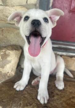 French Bulldog and Siberian Husky Dogs Available for Adoption in Joshua, Texas - Penelope | PetCurious