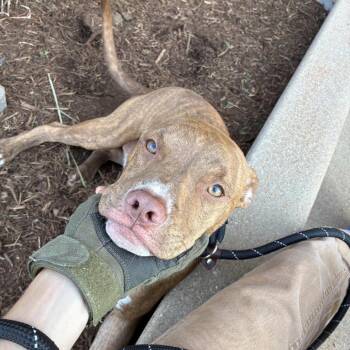 Boston Ella Yarbrough -  American Staffordshire Terrier Dog for Adoption in St. Louis, Missouri - Boston Ella Yarbrough | PetCurious