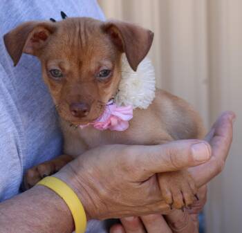 Dachshund and Chihuahua Dogs Available for Adoption - Twinkles | PetCurious