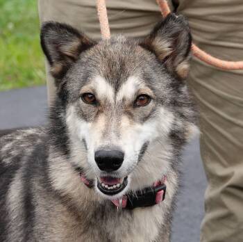 Honeybee -  Husky Dog for Adoption in Millfield, Ohio - Honeybee | PetCurious
