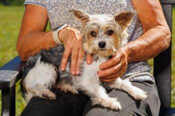 Nathan -  Yorkshire Terrier Dog for Adoption in Chester Springs, Pennsylvania - Nathan | PetCurious