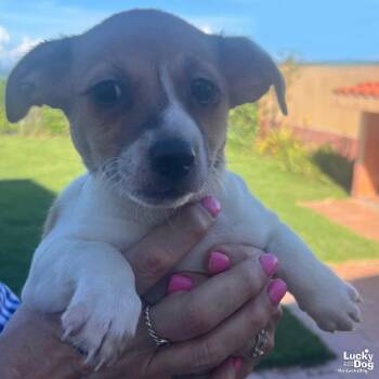 Mollie -  Terrier Dog for Adoption in Washington, District Of Columbia - Mollie | PetCurious