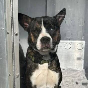 Dave -  Mixed Breed Dog for Adoption in Bristol, Indiana - Dave | PetCurious