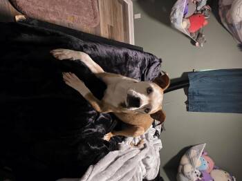 Rescue Bulldog Dogs for Adoption in Greeneville, Tennessee - Miley | PetCurious