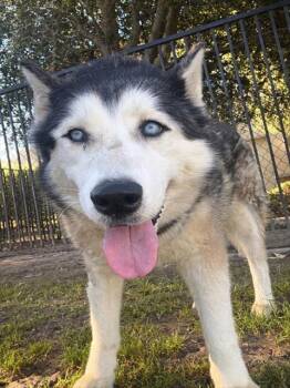 Siberian Husky Dogs Available for Adoption - FLURRY | PetCurious