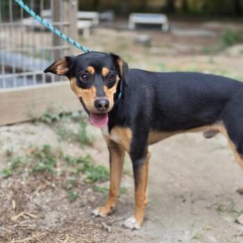 Pippin -  Mixed Breed Dog for Adoption in Chesapeake, Virginia - Pippin | PetCurious