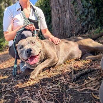 Gloria -  Pit Bull Terrier Dog for Adoption in Oakland, California - Gloria | PetCurious