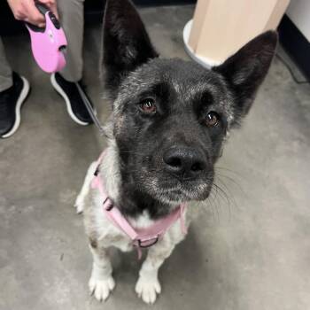 Zena -  Akita Dog for Adoption in Tampa, Florida - Zena | PetCurious
