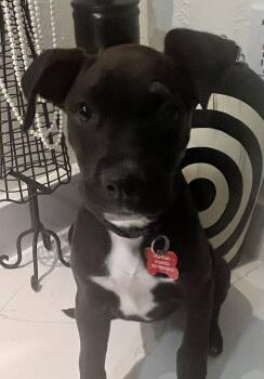 Rescue Mixed Breed Dogs for Adoption in Edgecliff Village, Texas - ABIGAIL | PetCurious