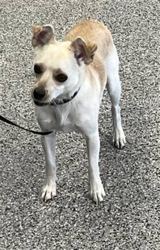 A137075 -  Chihuahua Dog for Adoption in Palmetto, Florida - A137075 | PetCurious