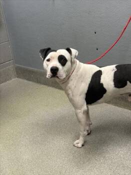 Rescue Pit Bull Terrier Dogs for Adoption in Las Vegas, Nevada - CODY | PetCurious