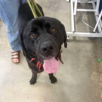 Saint Bernard and Border Collie Dogs Available for Adoption in Glenwood, Minnesota - Tank | PetCurious