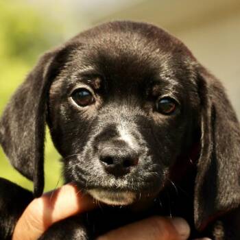 Aster-Available www.lhar.dog to apply -  Beagle and Terrier Dog for Adoption in Frederick, Maryland - Aster-Available Www.lhar.dog To Apply | PetCurious