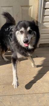 Misha -  Husky and Keeshond Dog for Adoption in Lincoln University, Pennsylvania - Misha | PetCurious
