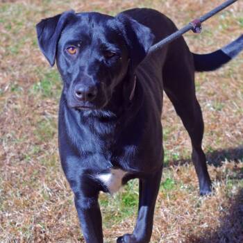 Rescue Labrador Retriever and Collie Dogs for Adoption in Sautee Nacoochee, Georgia - Bonnie | PetCurious