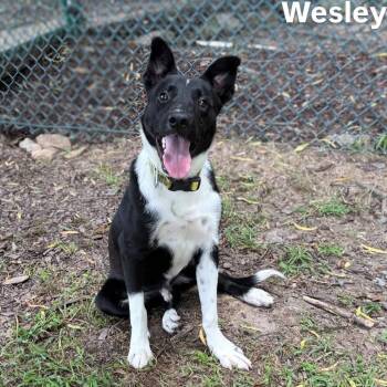 Wesley -  Labrador Retriever Dog for Adoption in Little Rock, Arkansas - Wesley | PetCurious