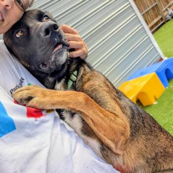Denzel Washington -  Mixed Breed and Shepherd Dog for Adoption in Savannah, Georgia - Denzel Washington | PetCurious