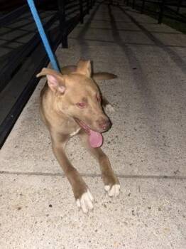 Ransom -  Mixed Breed Dog for Adoption in West Chester, Pennsylvania - Ransom | PetCurious