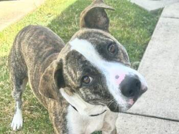 George -  Mixed Breed Dog for Adoption in Georgetown, Texas - George | PetCurious
