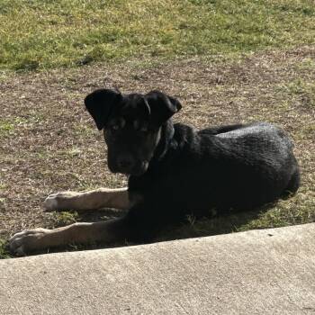 Ryder -  German Shepherd Dog Dog for Adoption in North Freedom, Wisconsin - Ryder | PetCurious