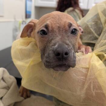 Mixed Breed Dogs Available for Adoption - Hermia | PetCurious