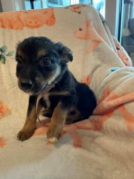 Australian Shepherd Dogs Available for Adoption in Sidney, Ohio - Levi Yrly | PetCurious