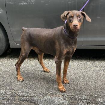 Paw Paw -  Doberman Pinscher Dog for Adoption in Barrington, Illinois - Paw Paw | PetCurious