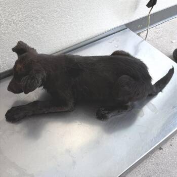 Mixed Breed Dogs Available for Adoption - 105285 | PetCurious